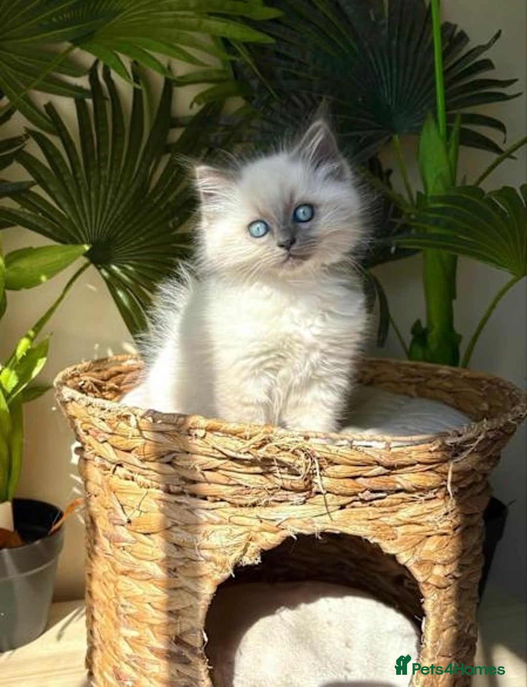 Ragdoll cats for sale: Amazing top Quality Ragdolls  - Image 6
