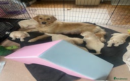 Golden Retriever dogs for sale: Fluffy Cream & Gold Golden Retriever Puppies - Image 1
