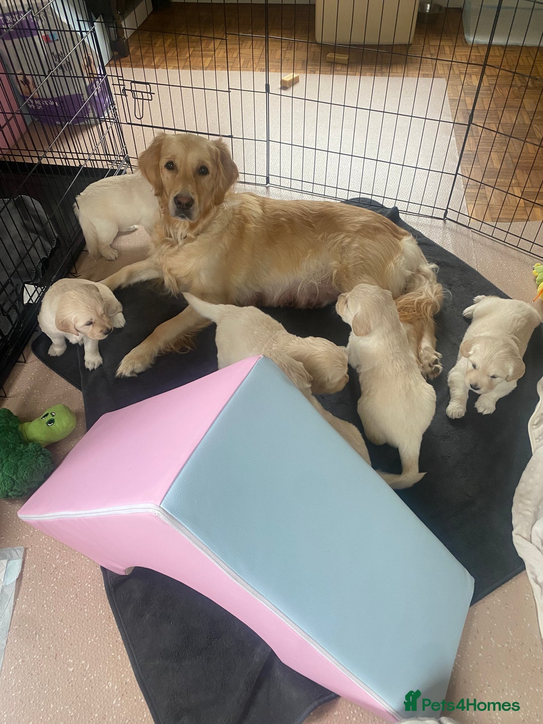 Golden Retriever dogs for sale: Fluffy Cream & Gold Golden Retriever Puppies - Image 1