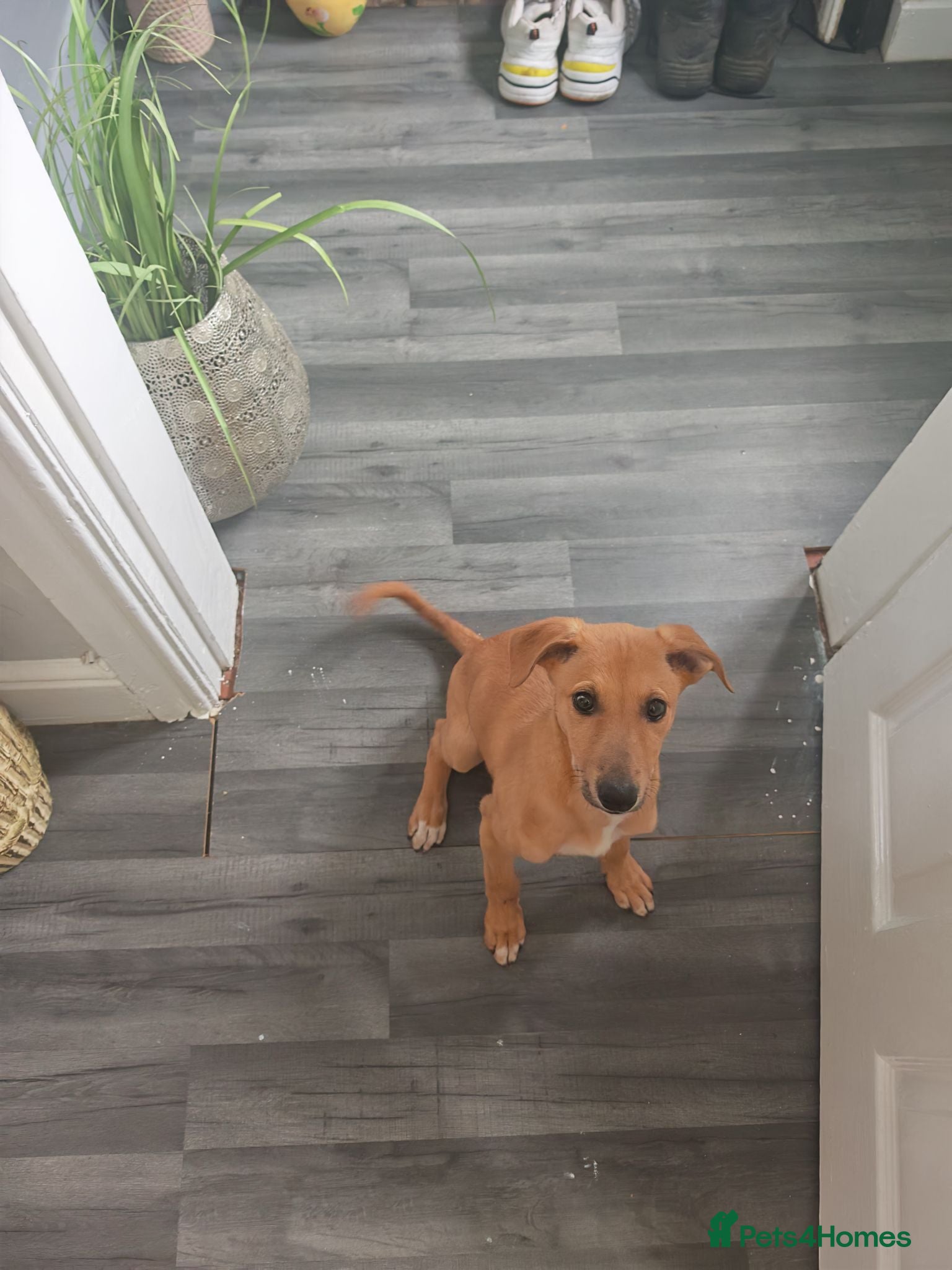 Lurcher dogs Female lurcher - 12 weeks old  - Advert 18