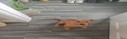 Lurcher dogs for sale: Female lurcher - 12 weeks old  - Advert 1