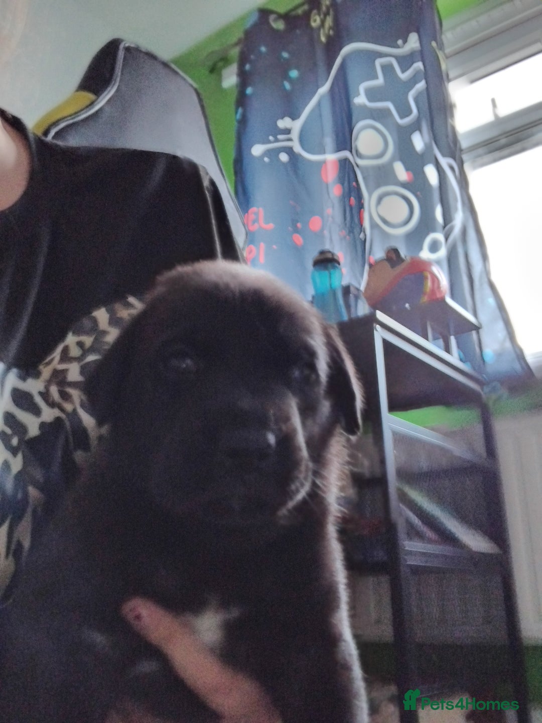 Mixed Breed dogs for sale: German shepard x cane corso - Image 1