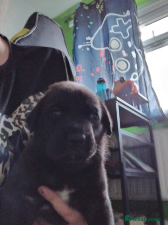 Mixed Breed dogs - Advert 10