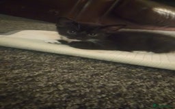 British Shorthair cats for sale: Black and white kittens for sale  - Image 3