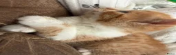 British Longhair cats for sale: Beautiful ginger and tortoiseshell kittens - Advert 5