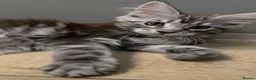 Maine Coon cats for sale: 🐾 Beautiful GCCF Registered Pedigree Kittens 🐾 - Advert 5