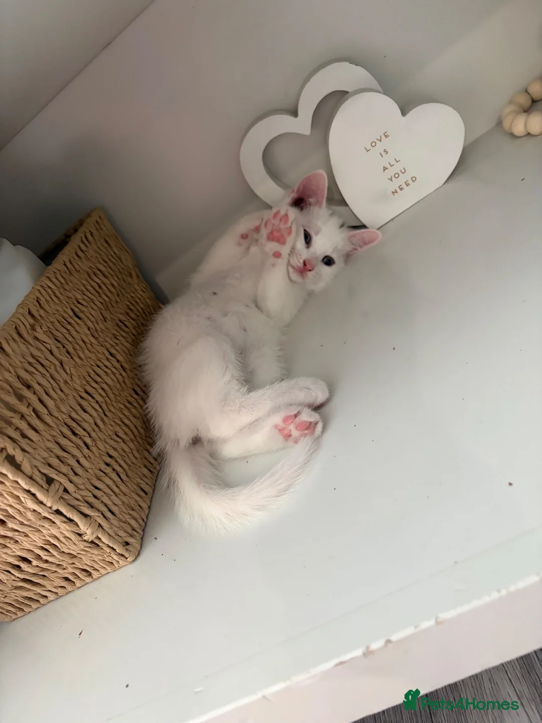 Russian Blue cats for sale: Russian White kittens Ready to go now  - Advert 2