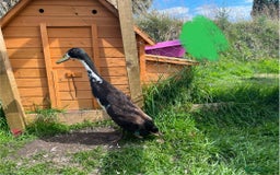 Ducks poultry for sale: Indian runner duck drakes  - Image 3