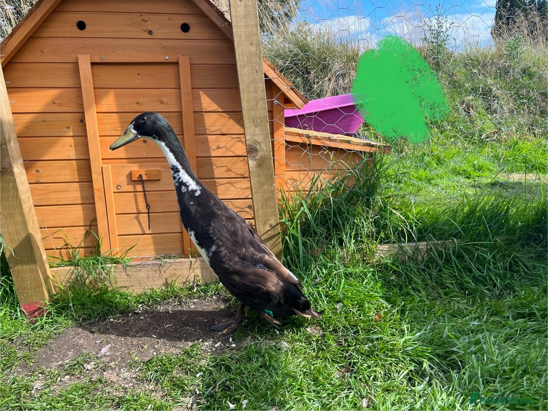 Ducks poultry for sale: Indian runner duck drakes  - Image 3