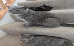 Exotic cats for sale: Exotic female kittens - Image 3