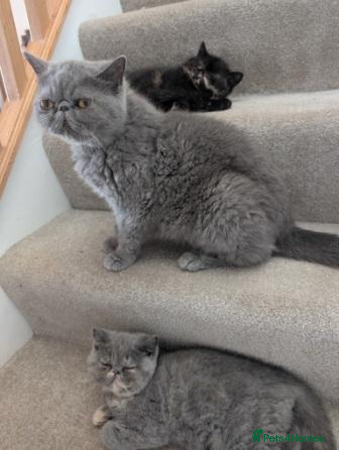 Exotic cats for sale: Exotic female kittens - Image 3