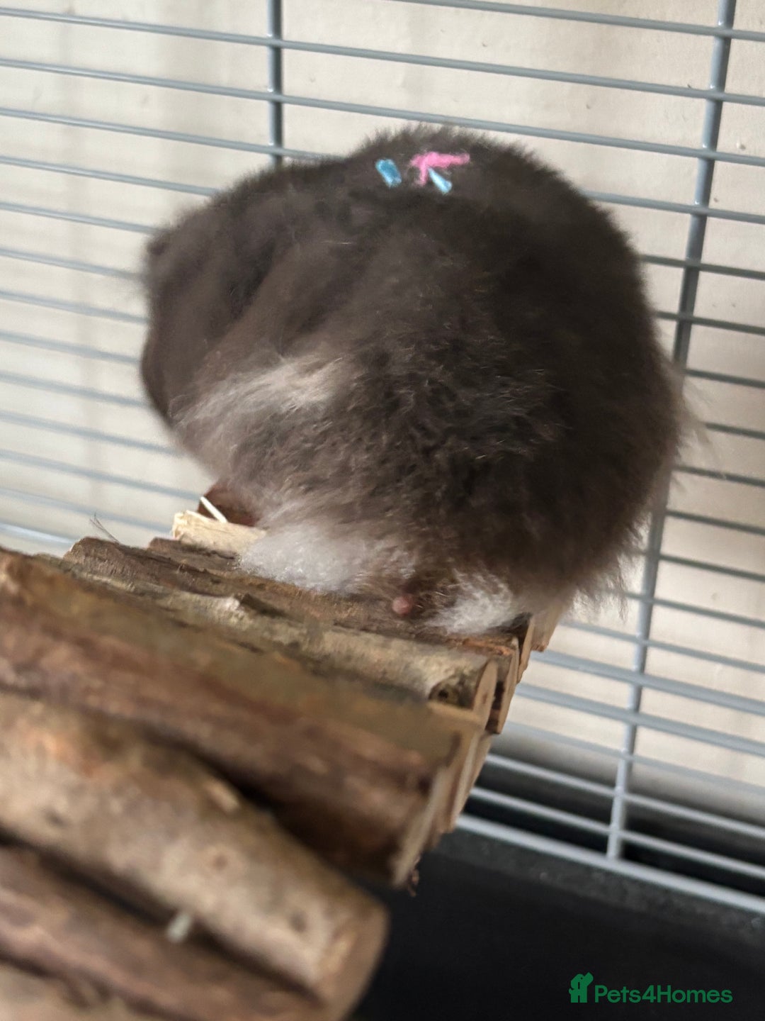 Hamster rodents for sale: Syrian Hamster - Advert 7