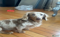 Miniature Dachshund dogs for sale: Isabella & tan long haired dapple - Image 10