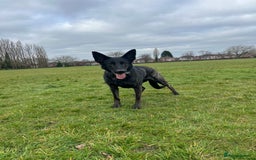Mixed Breed dogs for sale: Czech Shepherd x Dutch herder for sale - Image 2