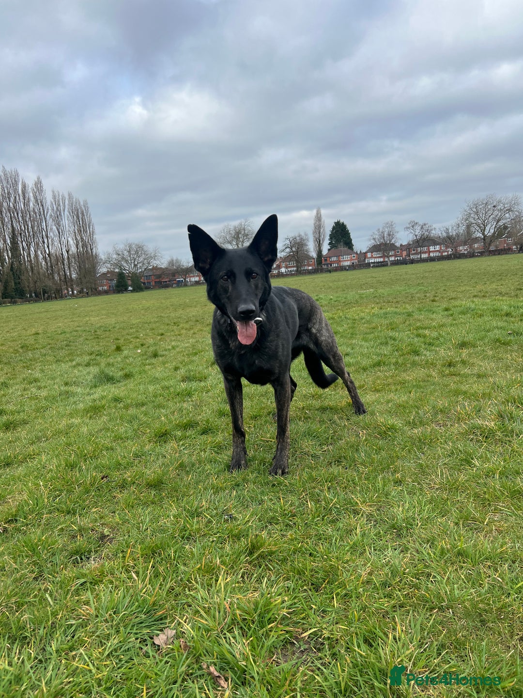 Mixed Breed dogs for sale: Czech Shepherd x Dutch herder for sale - Image 2