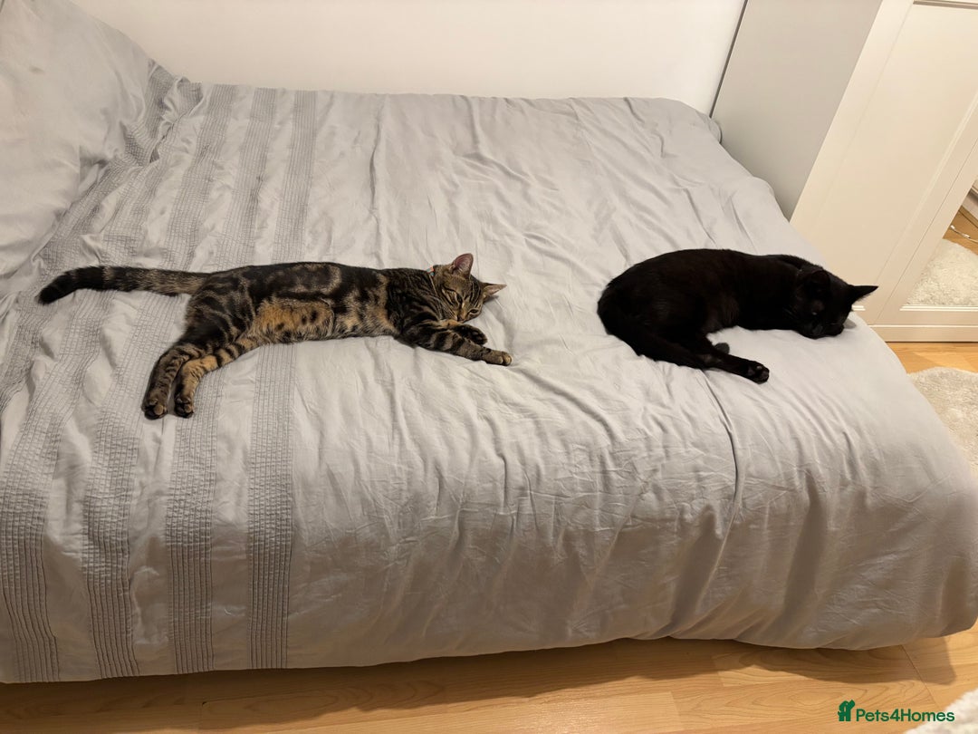 Domestic Shorthair cats for sale: Teddy the cat.  - Image 3