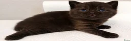 British Shorthair cats for sale: GCCF Registered British Shorthair Kittens Black  - Advert 10