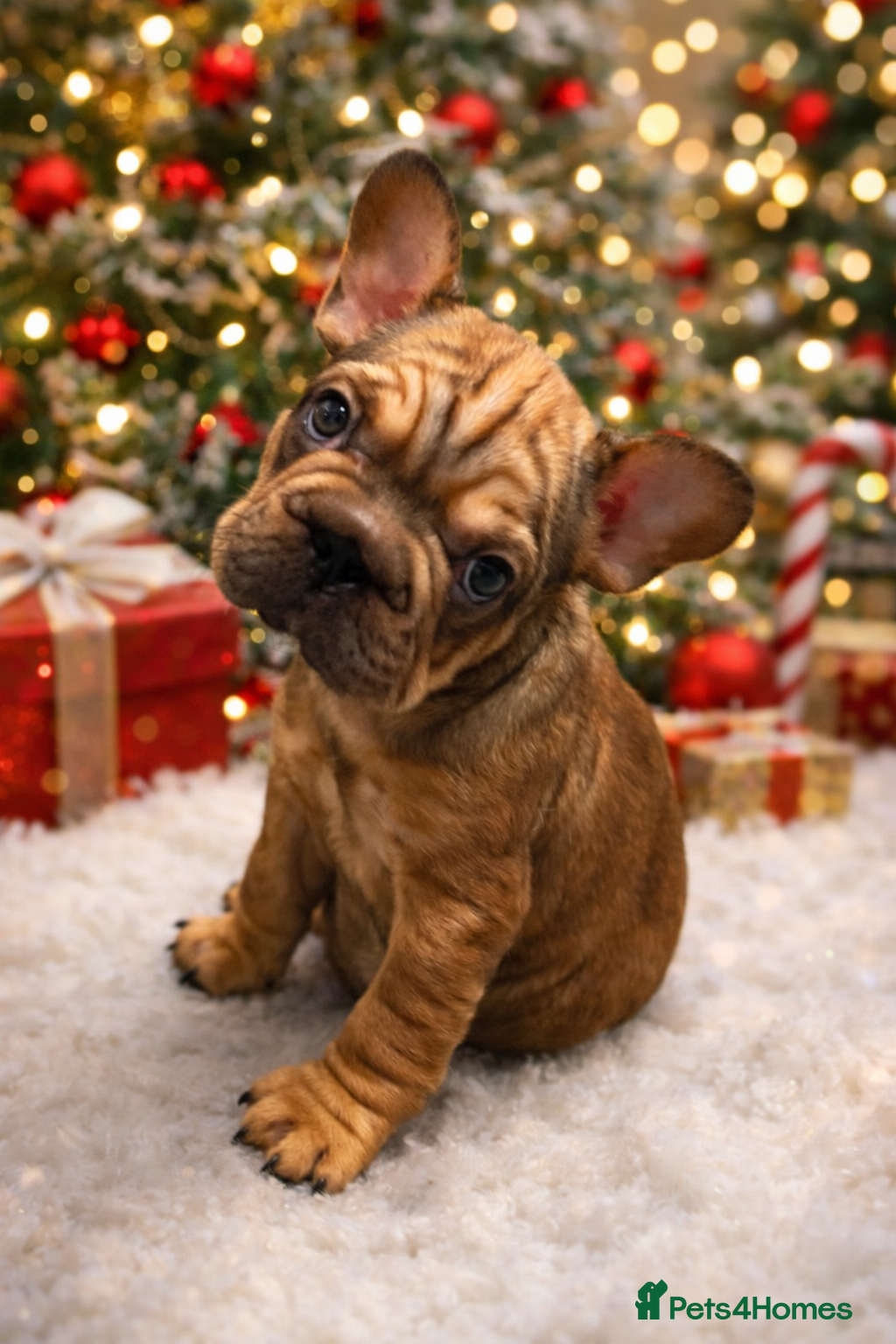 French Bulldog dogs 🐾 BEAUTIFUL CHUNKY FRENCHIE PUPS 🐾  - Advert 1