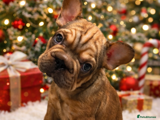 French Bulldog dogs 🐾 BEAUTIFUL CHUNKY FRENCHIE PUPS 🐾 - Advert 1