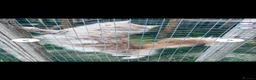 Maine Coon cats for sale: MAINE COON kitten - Advert 15