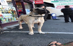 Anatolian Shepherd dogs for sale: Anatolian Shepherd(Malakli) - Image 6