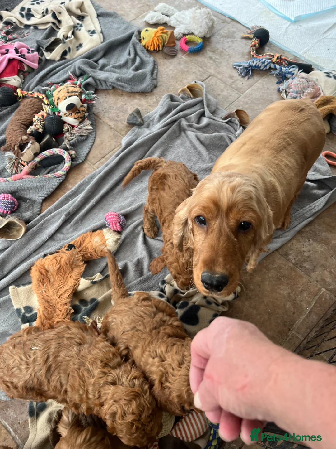 Cockapoo dogs for sale: Stunning cockapoo puppies  - Advert 6