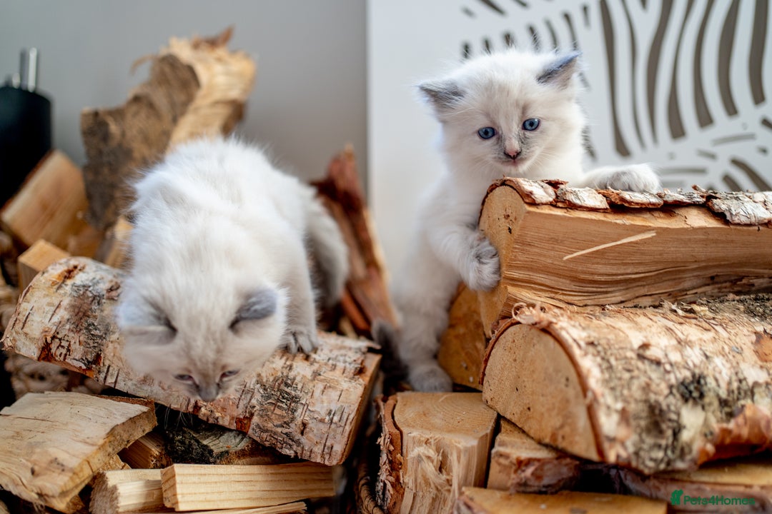 Ragdoll cats for sale: Pure Ragdol kittens ready for a new homes  - Advert 15