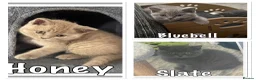 British Shorthair cats for sale: British shorthair x ragdoll - ready now  - Advert 6