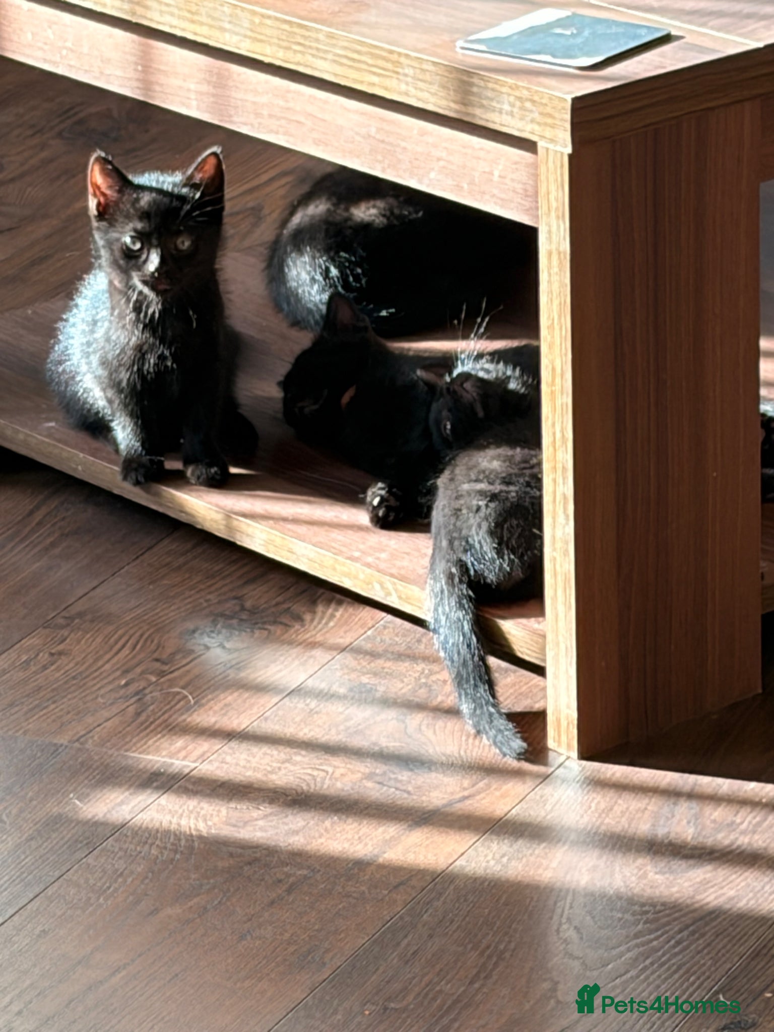 Mixed Breed cats Lovely kittens - Advert 1