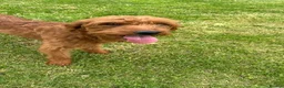 Labradoodle dogs for sale: Curly red Labradoodle F1b - Advert 12
