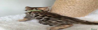 Bengal Kitten 3