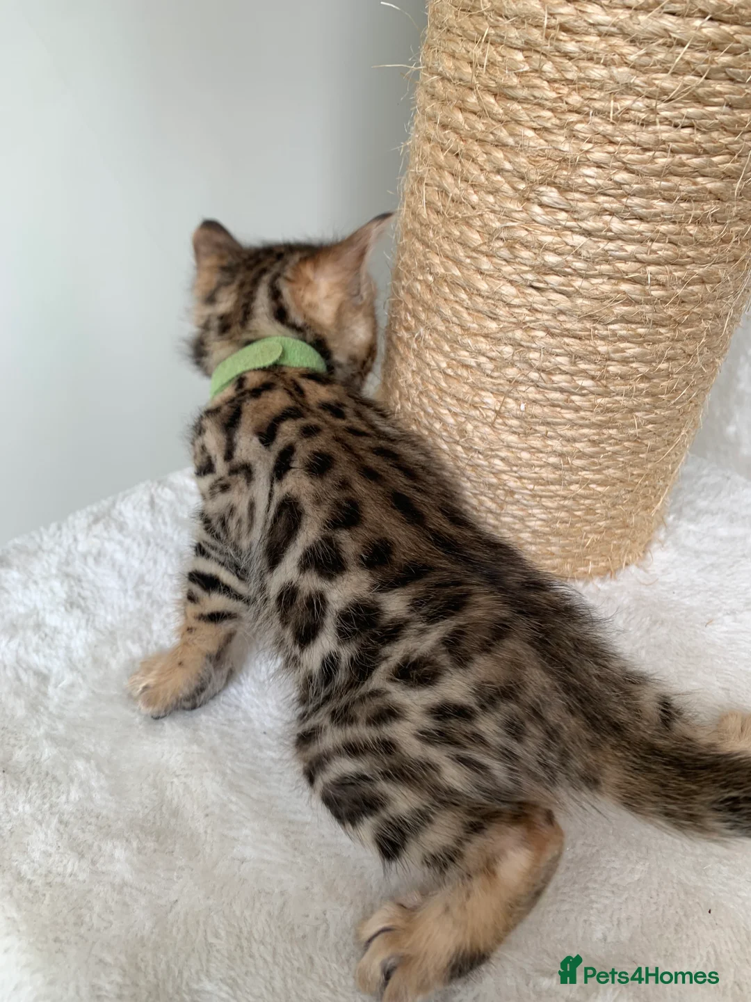 Bengal cats for sale: Best Bengal kittens in the U.K.  - Advert 2