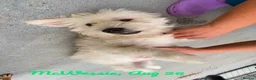 Mixed Breed dogs for adoption: McWessie, 2-3 yrs old. Available for adoption. - Advert 4