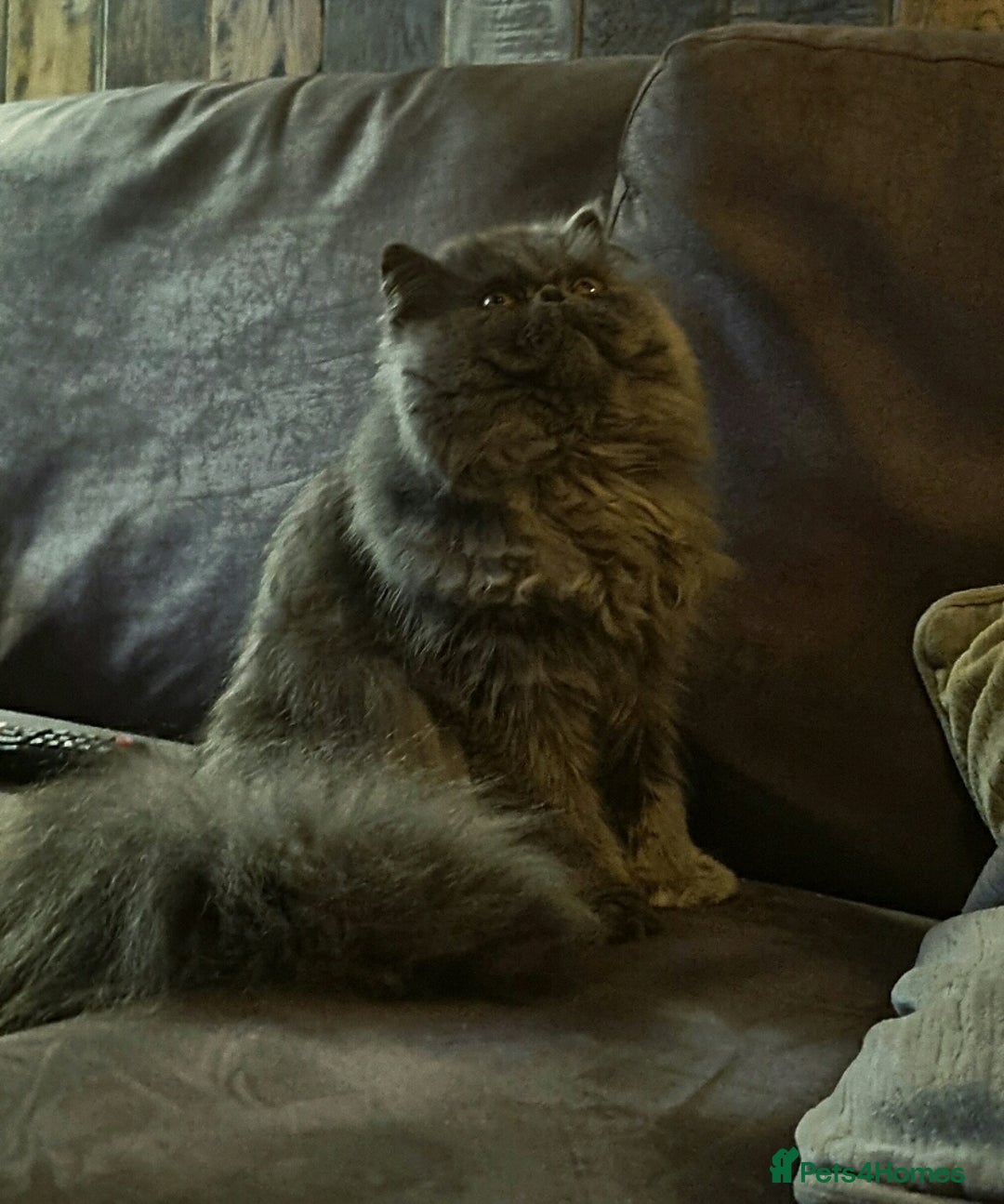 Persian cats for sale: Blue litter due in a few days time - Image 2