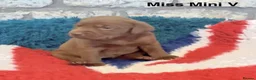 Labrador Retriever dogs for sale: Absolutely stunning Labrador puppies for sale - Advert 13
