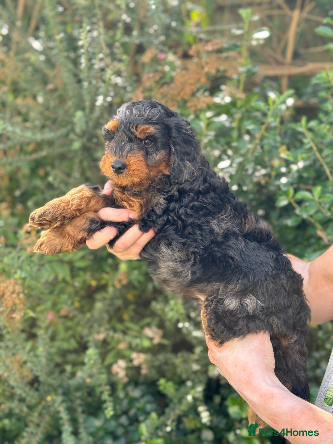 Mixed Breed dogs for sale:  Unique Merle Double Doodle Ready from 9th August - Image 15