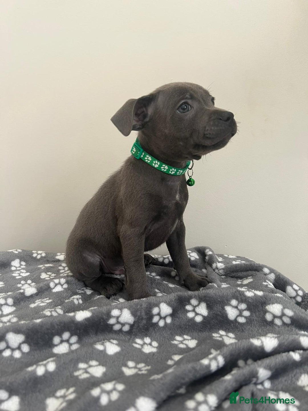 Staffordshire Bull Terrier dogs for sale: Rein X Pharron Bullsaff puppies/1 left due 2 mess - Image 10