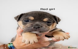 Olde English Bulldogge dogs for sale: Last boy available Olde english bulldog  - Image 19