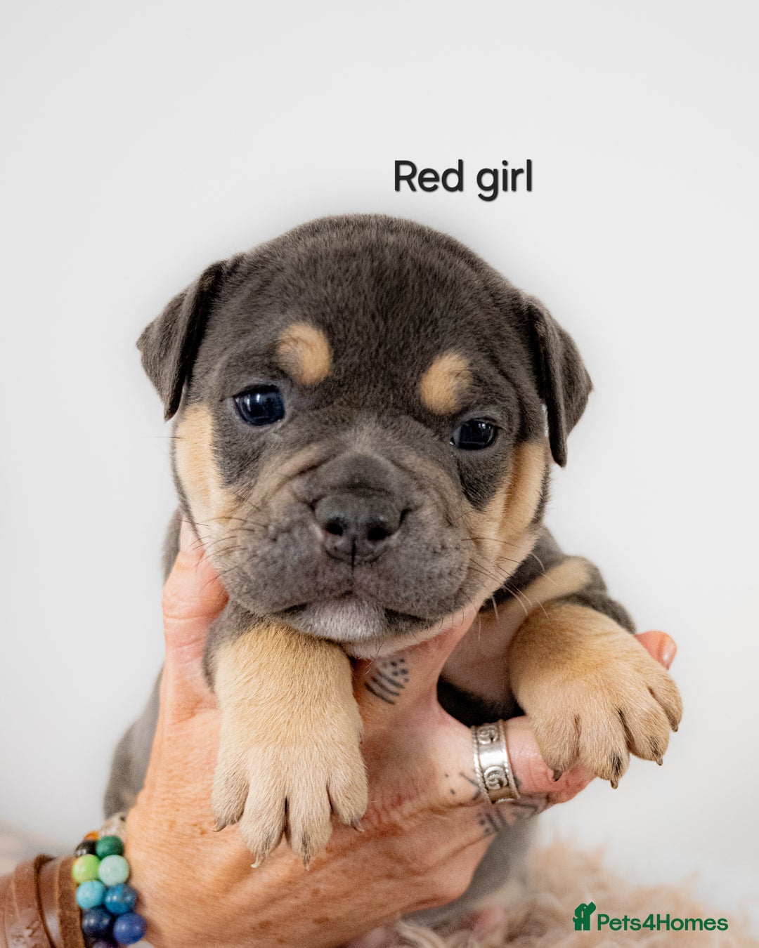 Olde English Bulldogge dogs for sale: Last boy available Olde english bulldog  - Image 19