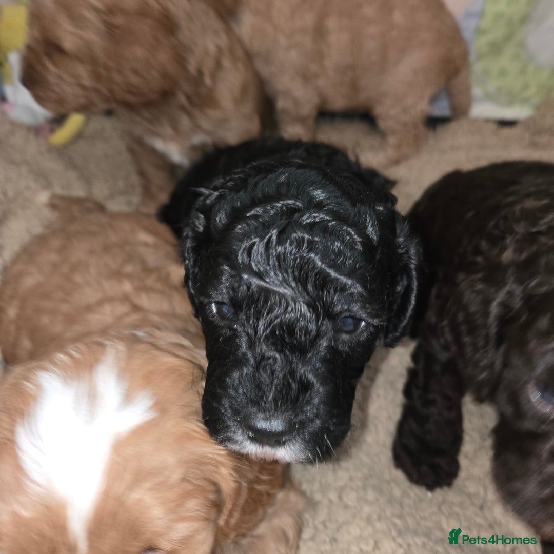 Cavapoo dogs for sale: Teddy bear cavapoo  - Advert 30