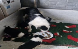 Border Collie dogs for sale: Border collie puppies  - Image 12