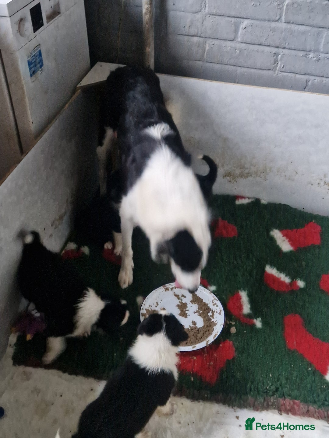 Border Collie dogs for sale: Border collie puppies  - Image 12