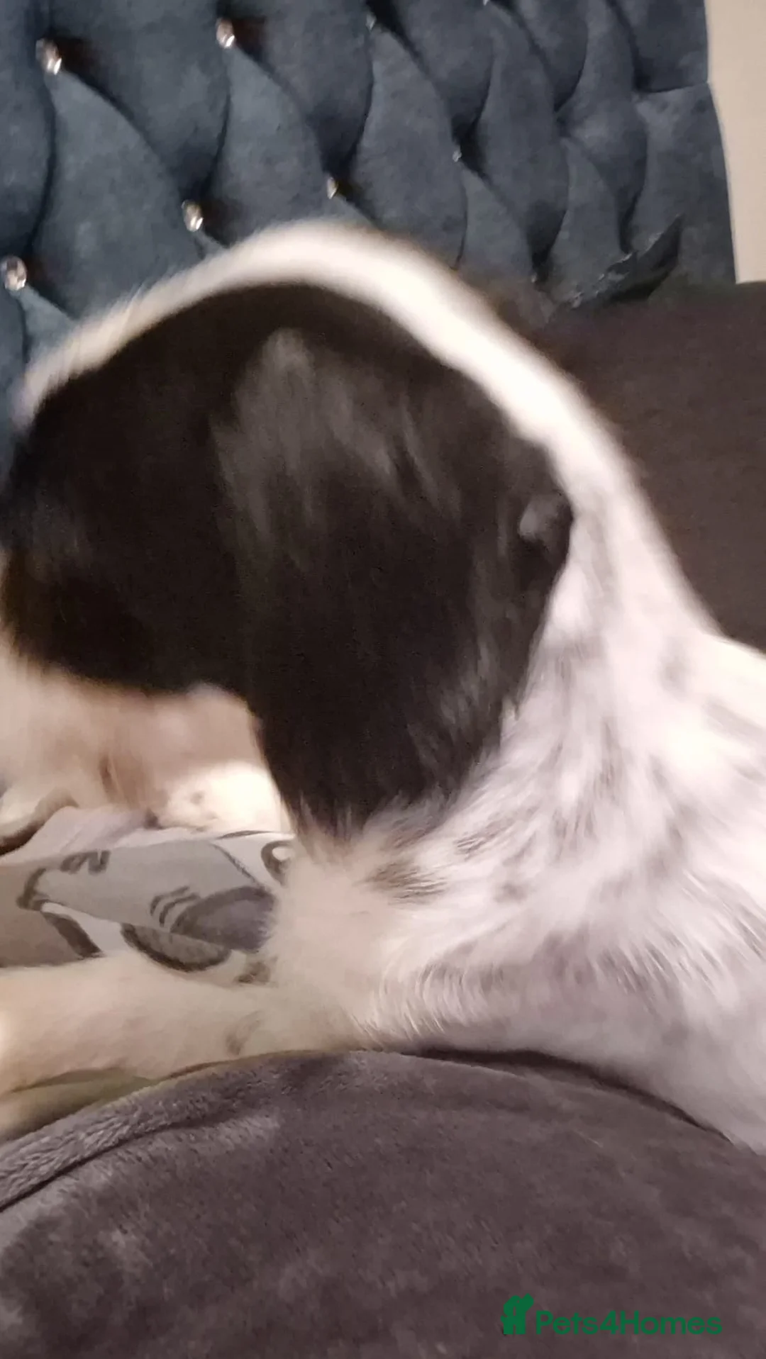 Mixed Breed dogs for sale: Spaniel cross - Advert 8