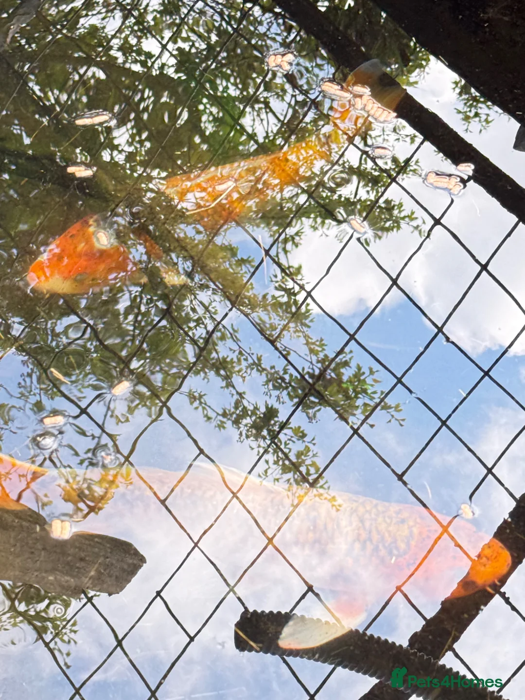 Koi Carp fish for sale: Koi Carp for Sale – Approx. 18 Inches in Crook - Advert 2