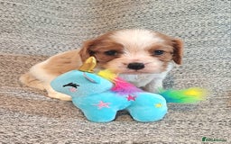 Cavalier King Charles Spaniel dogs for sale: Beautiful quality kc registered cavalier puppies  - Image 9