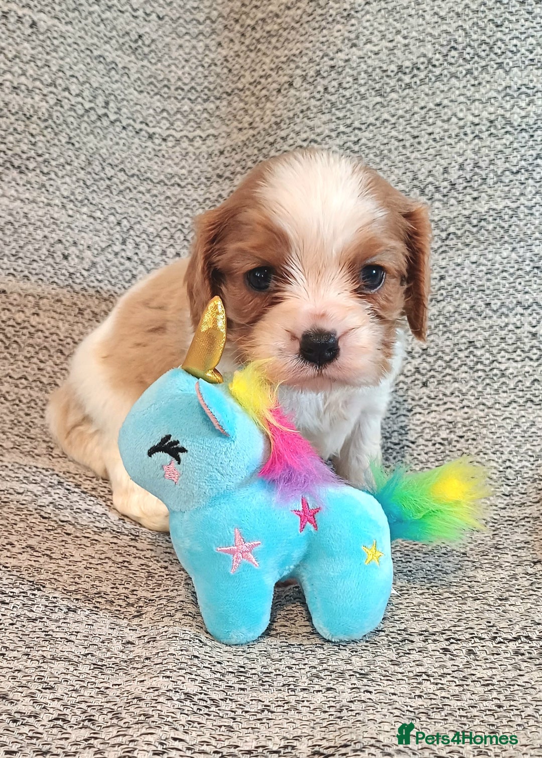 Cavalier King Charles Spaniel dogs for sale: Beautiful quality kc registered cavalier puppies  - Image 9