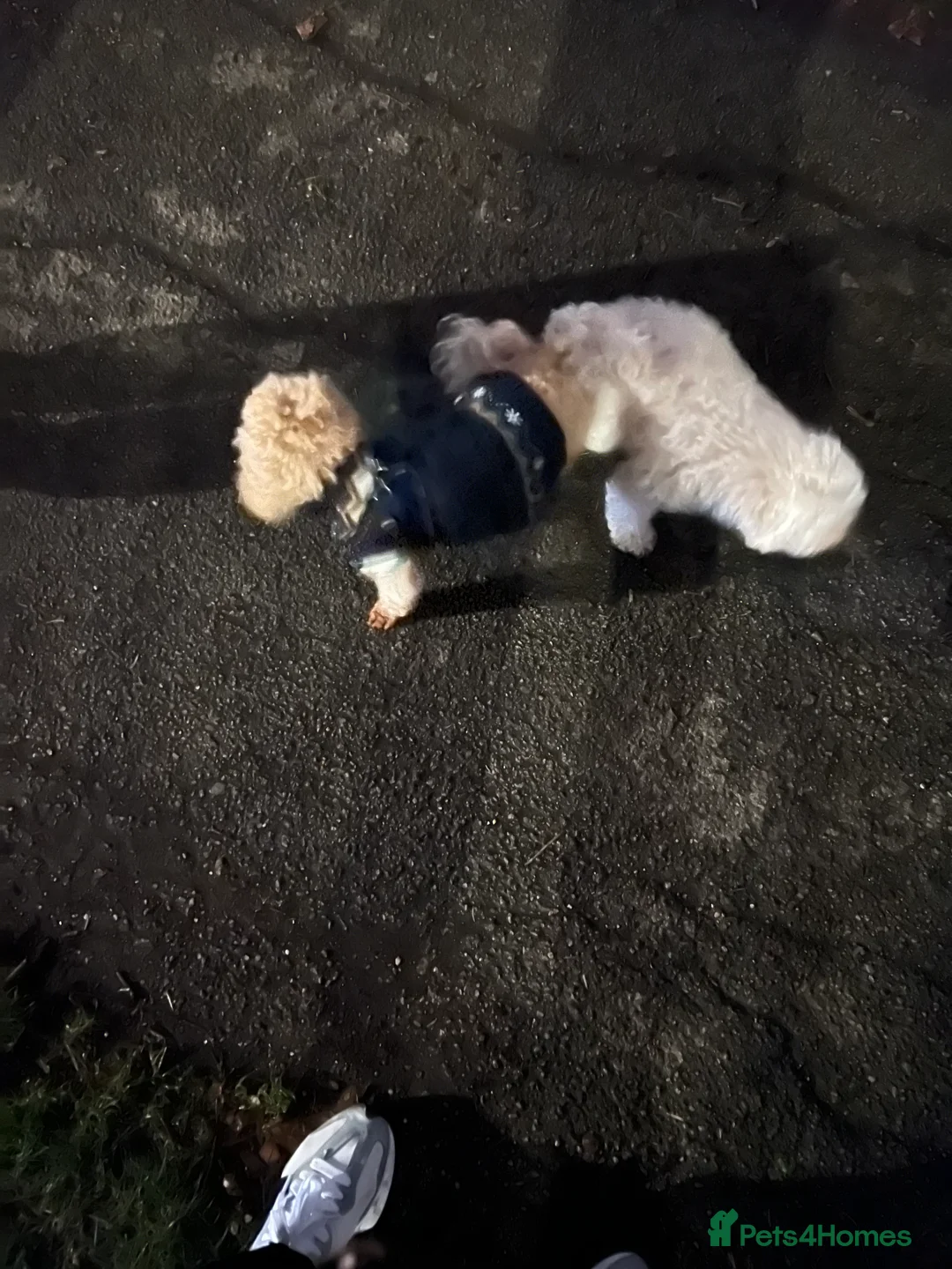 Maltipoo dogs for stud: 🐶✨  Gorgeous Maltipoo Boy “Milo” ✨🐾 - Advert 4