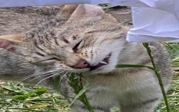 Savannah cats for sale: STUNNING SAVANNAH girl F5 sbt pure pedigree  - Image 9