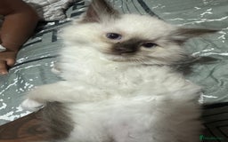 Ragdoll cats for sale: 1 beautiful blue eyed fluffy ragdoll left  - Image 1