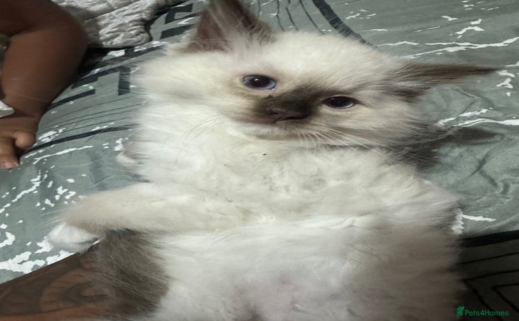Ragdoll cats - Advert 15